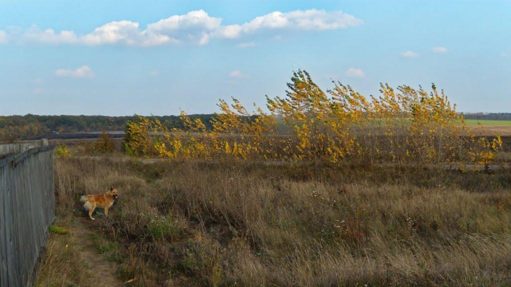 Печеніги з panoramio.com - Печениги