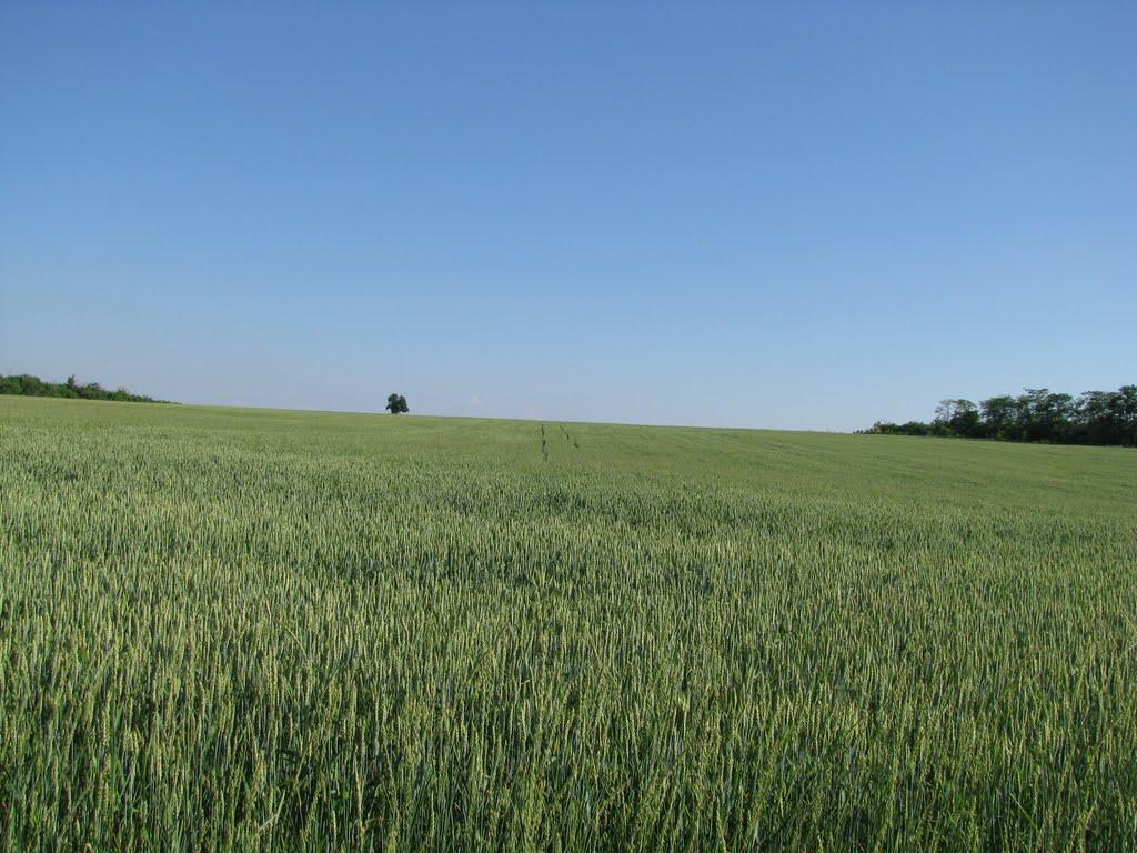 Зайцеве з panoramio.com - Зайцеве