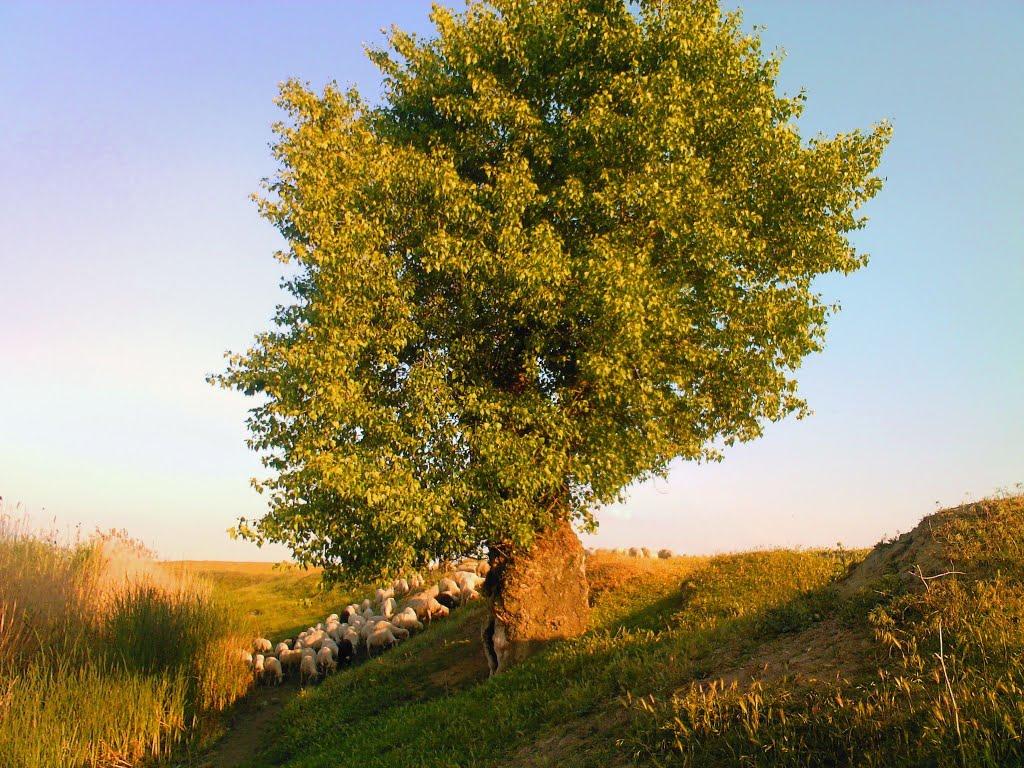 Орлівка з panoramio.com - Orlivka