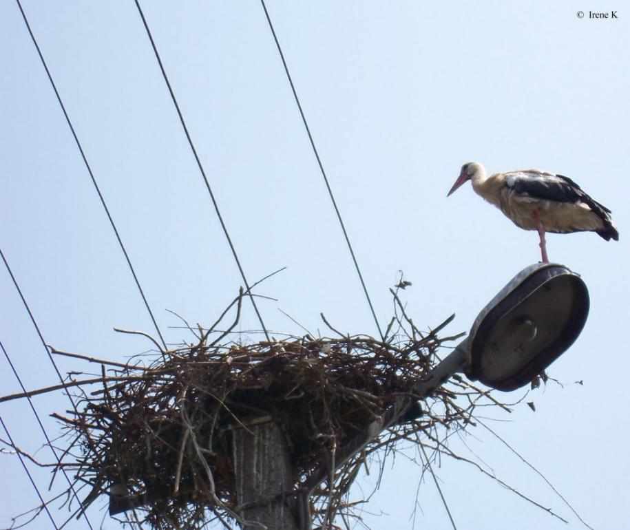 Куровичі з panoramio.com - Куровичі