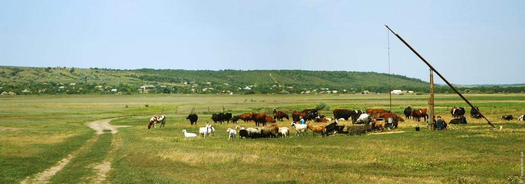 Северинівка з panoramio.com - Северинівка