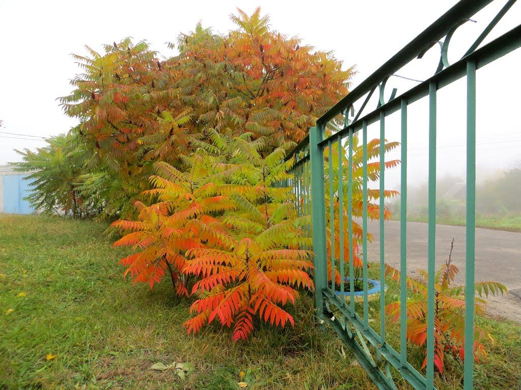 Обухів з panoramio.com - Обухов