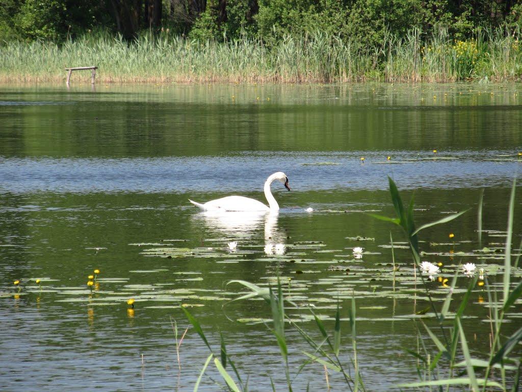 Дубечне з panoramio.com - Дубечне