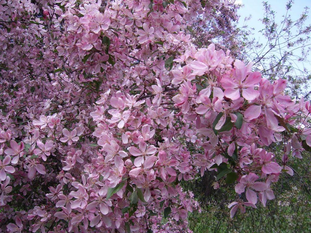 Крупчанське з panoramio.com - Крупчанське