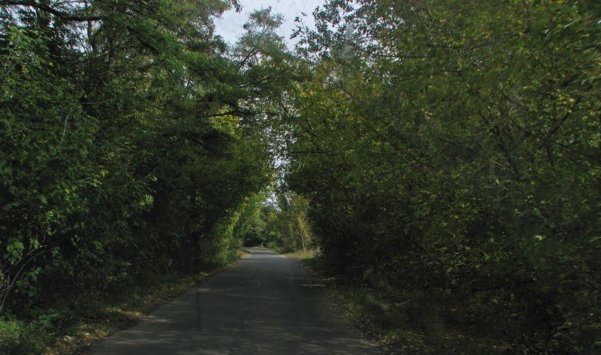 Новий Калкаїв з panoramio.com - Новий Калкаїв