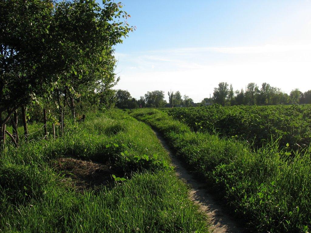 Кагарлик з panoramio.com - Кагарлык