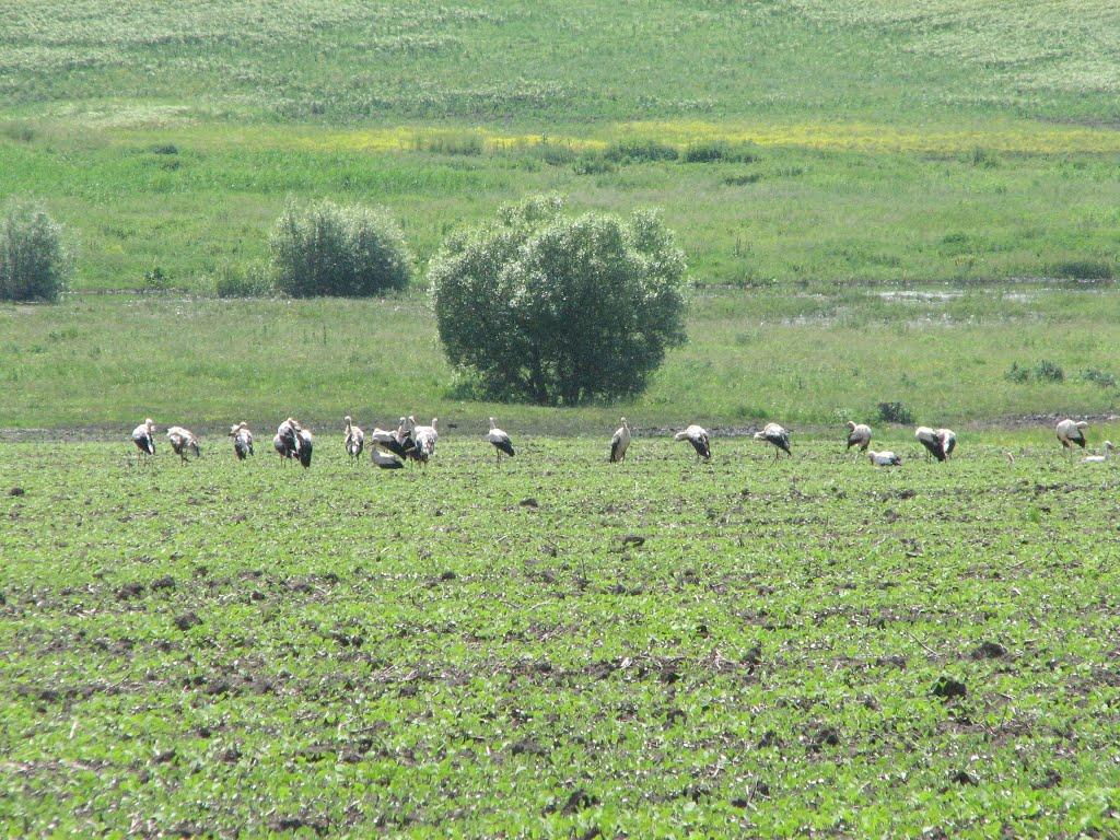 Давидківці з panoramio.com - Давидківці