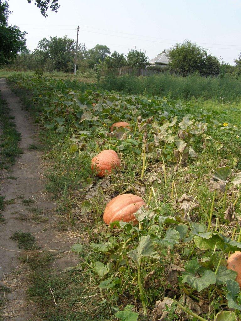 Лузанівка з panoramio.com - Лузановка