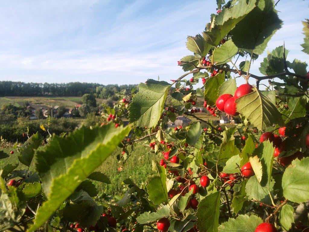 Нова Січ з panoramio.com - Nova Sich