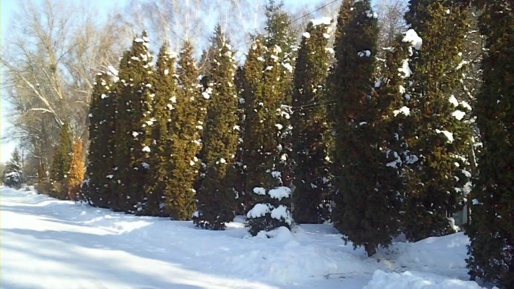 Вишневе з panoramio.com - Вишневе