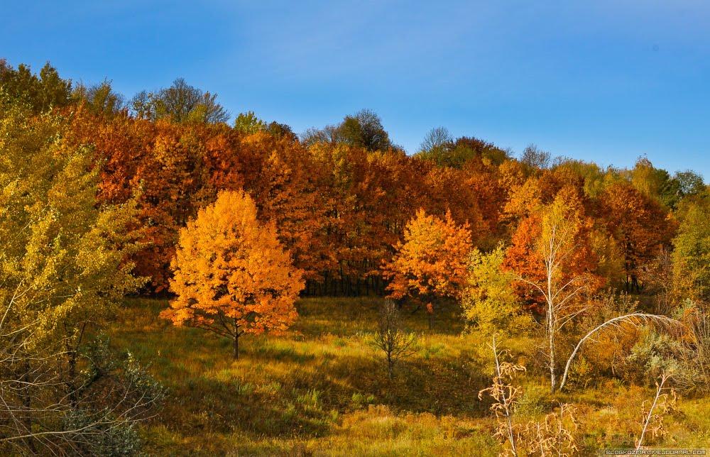 Лісники з panoramio.com - Лісники