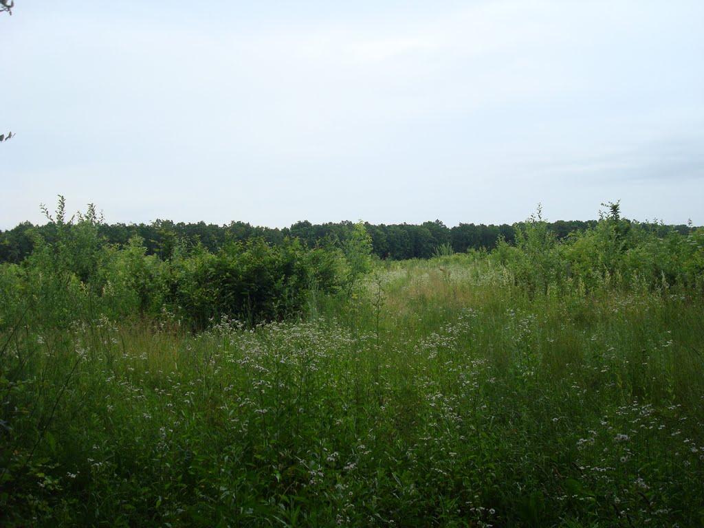 Вільховець з panoramio.com - Вільховець