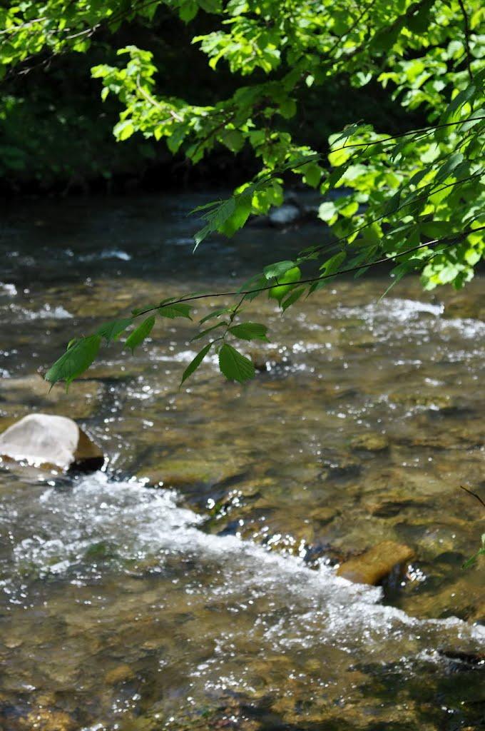 Суха з panoramio.com - Сухая