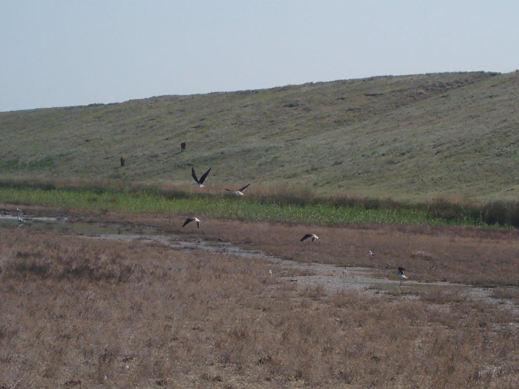 Аврора з panoramio.com - Аврора