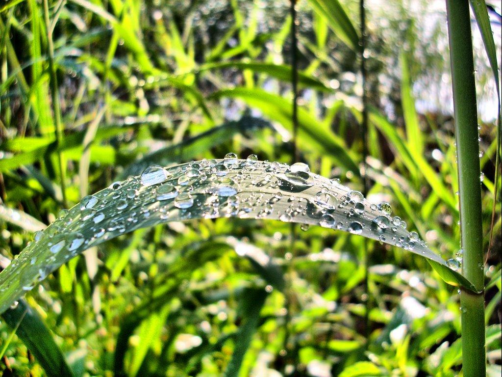 Буки з panoramio.com - Buky