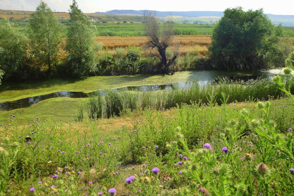 Орлівка з panoramio.com - Orlivka