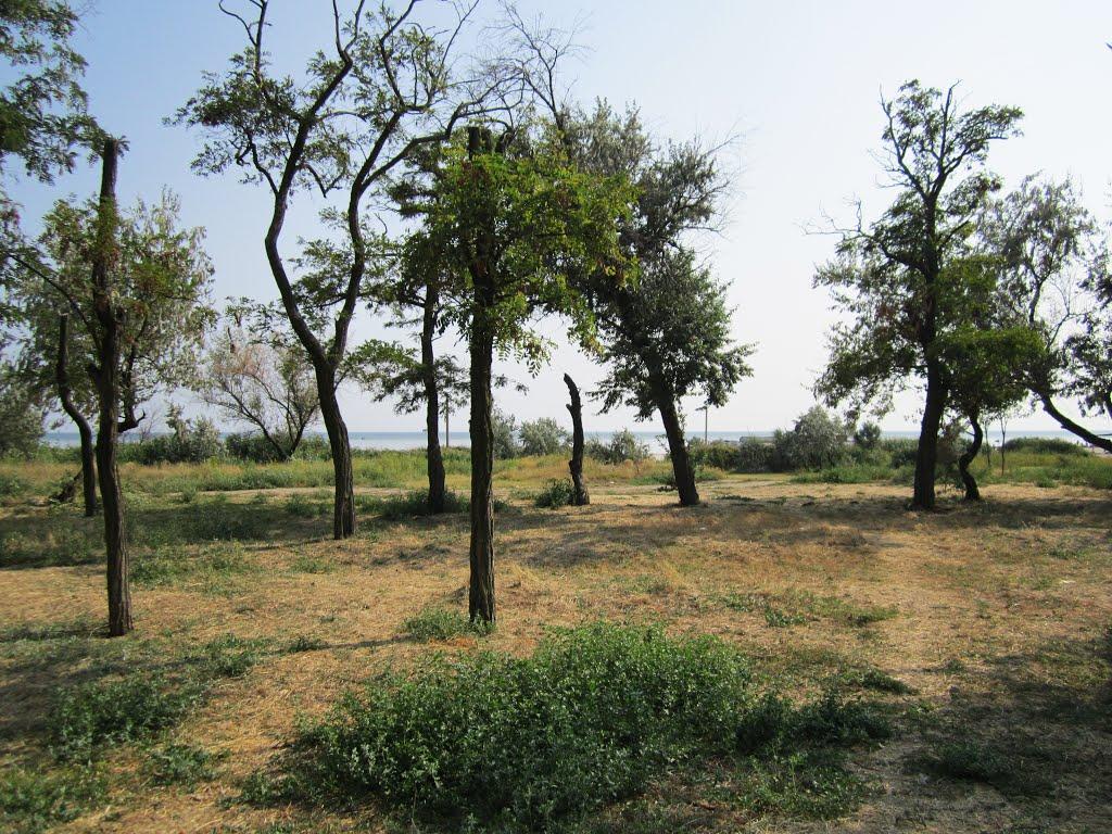 Скадовськ з panoramio.com - Скадовськ