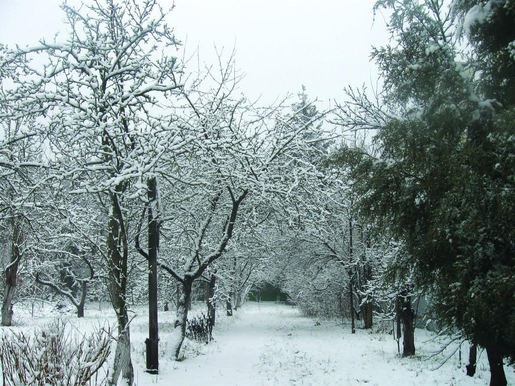 Козин з panoramio.com - Козин