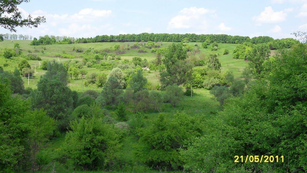 Храпачів Яр з panoramio.com - Khrapachiv Jar