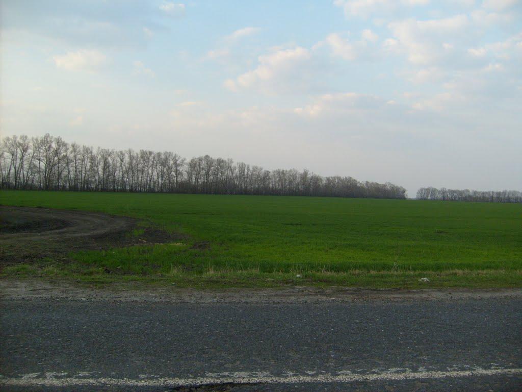 Новодмитрівка з panoramio.com - Новодмитрівка