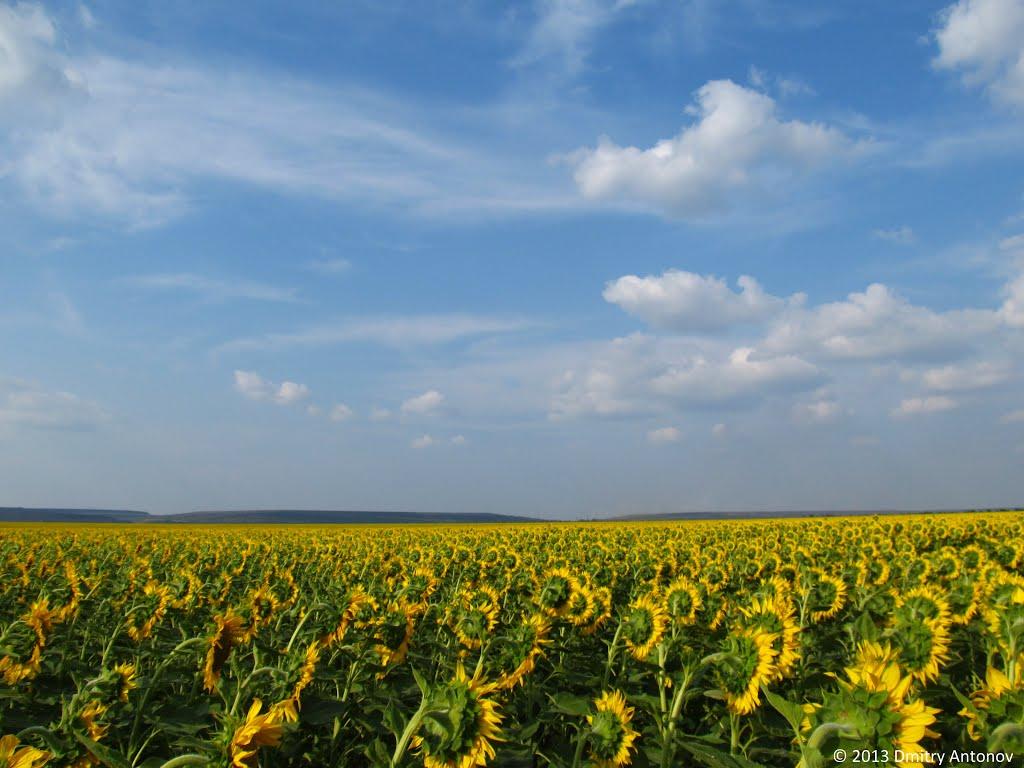 Новоселівка з panoramio.com - Новоселівка