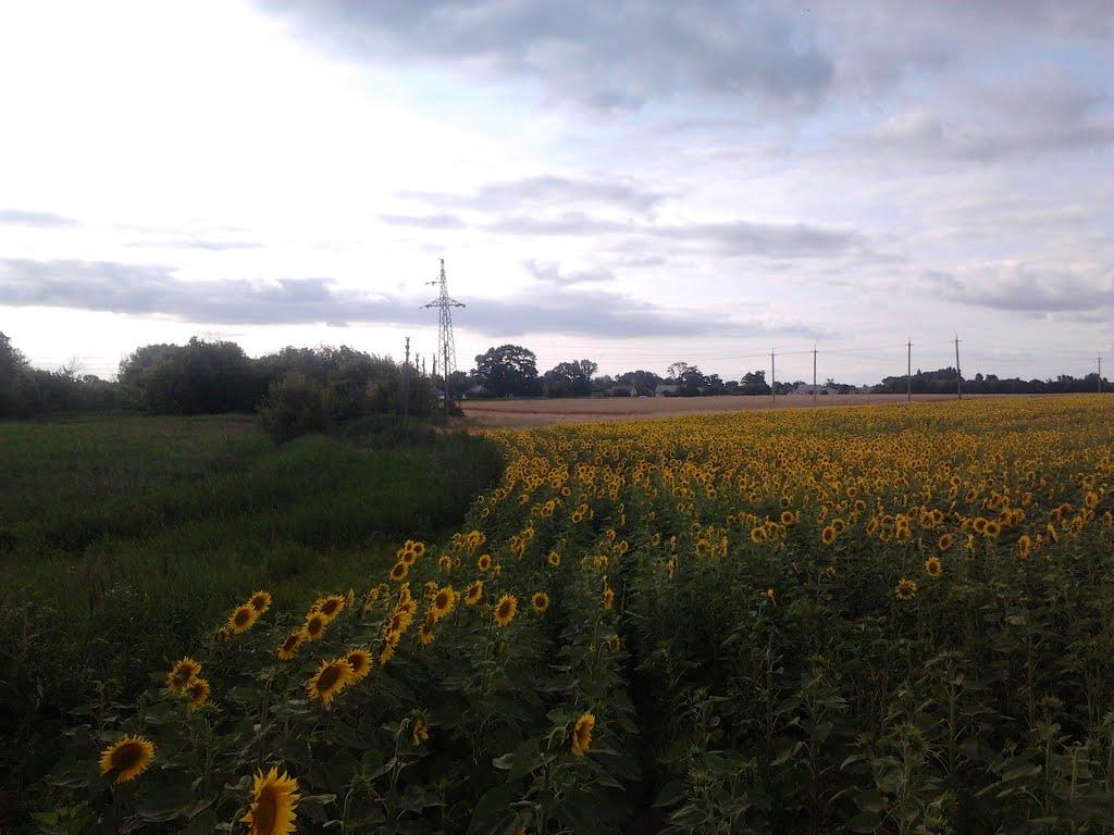 Богодухівка з panoramio.com - Богодухівка