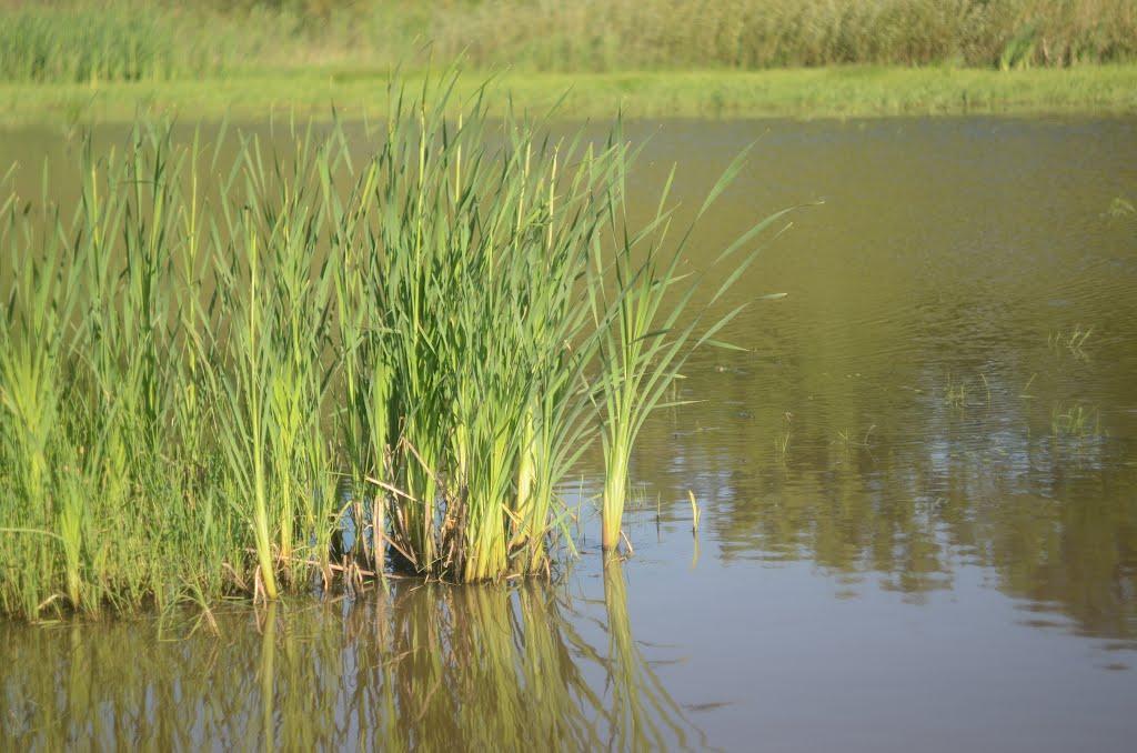 Польова з panoramio.com - Польова