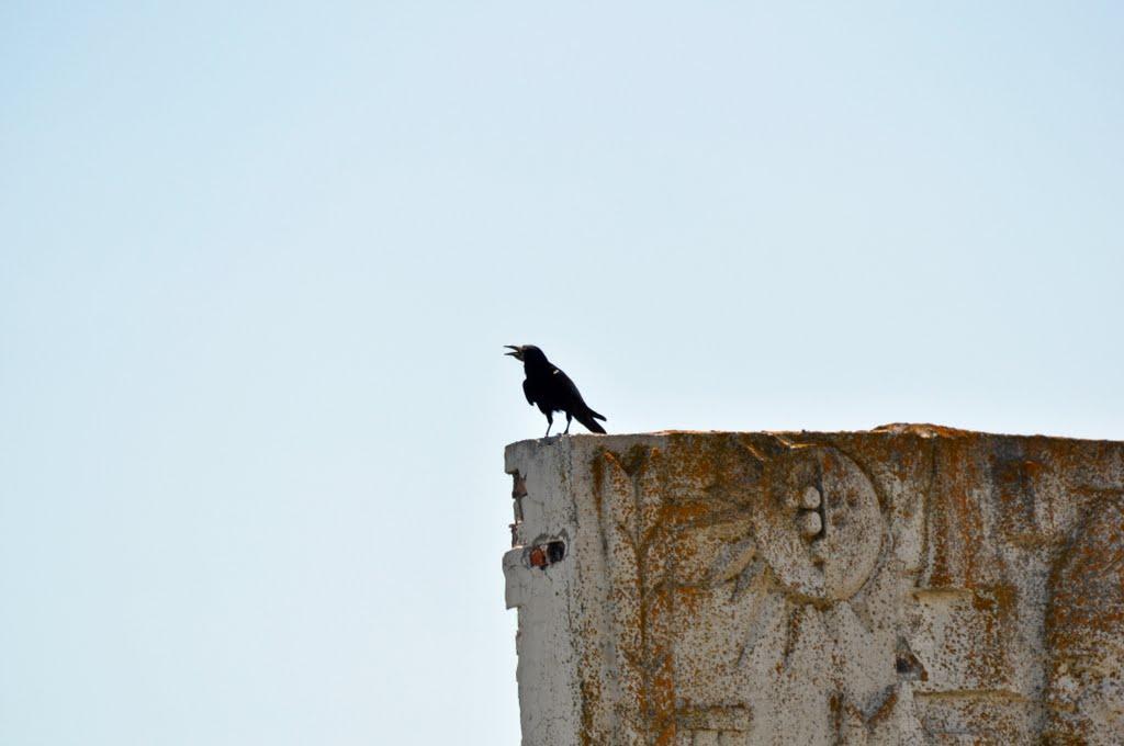 Передмістне з panoramio.com - Предмостное