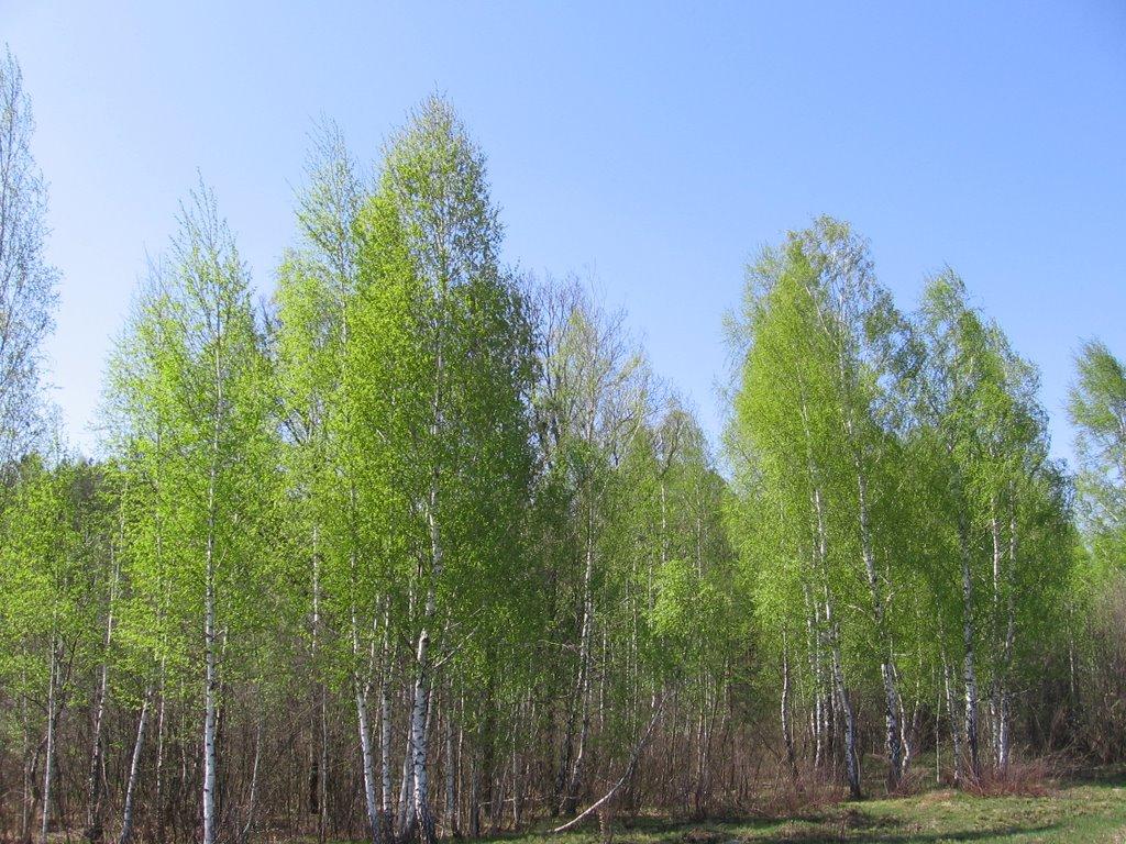 Ракужа з panoramio.com - Ракужа