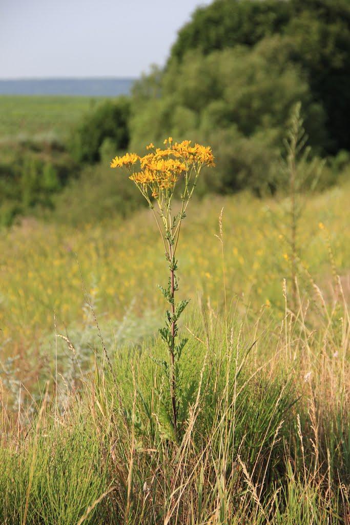 Холодне з panoramio.com - Холодне