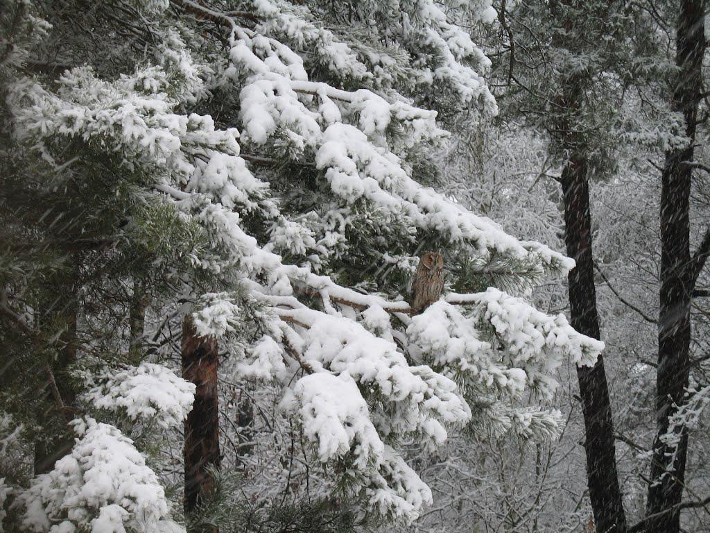 Дольськ з panoramio.com - Дольск