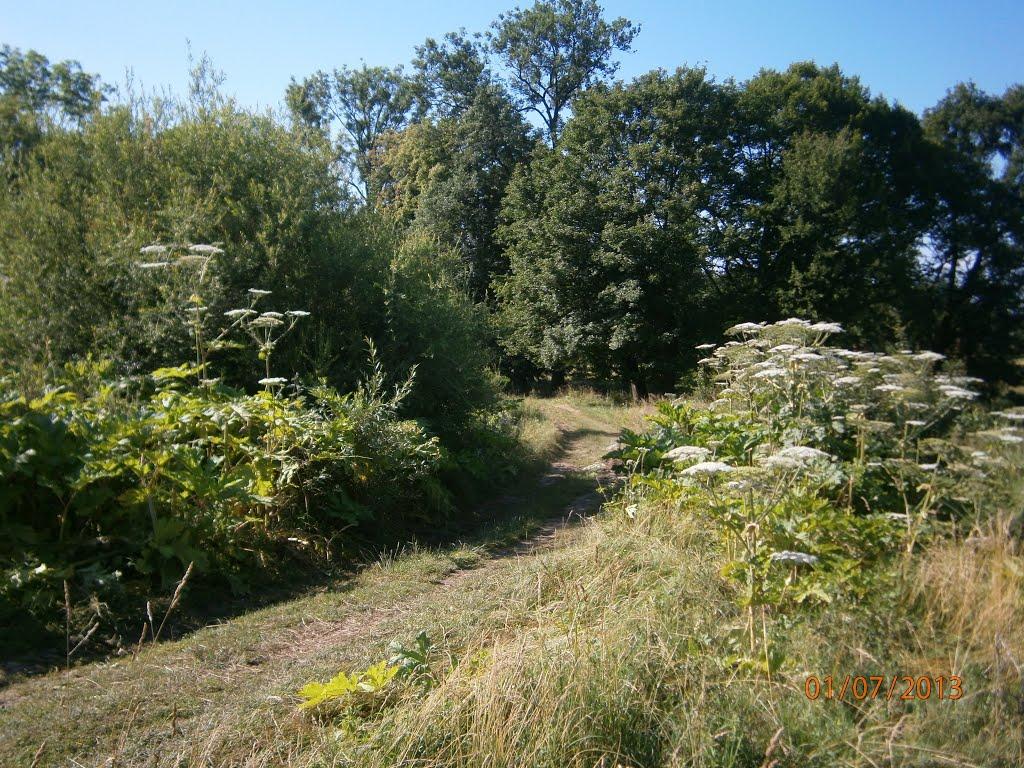 Розділ з panoramio.com - Розділ