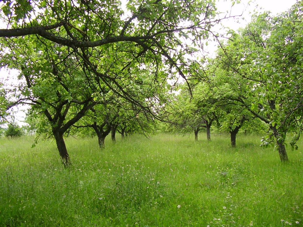 Коржівці з panoramio.com - Коржевцы
