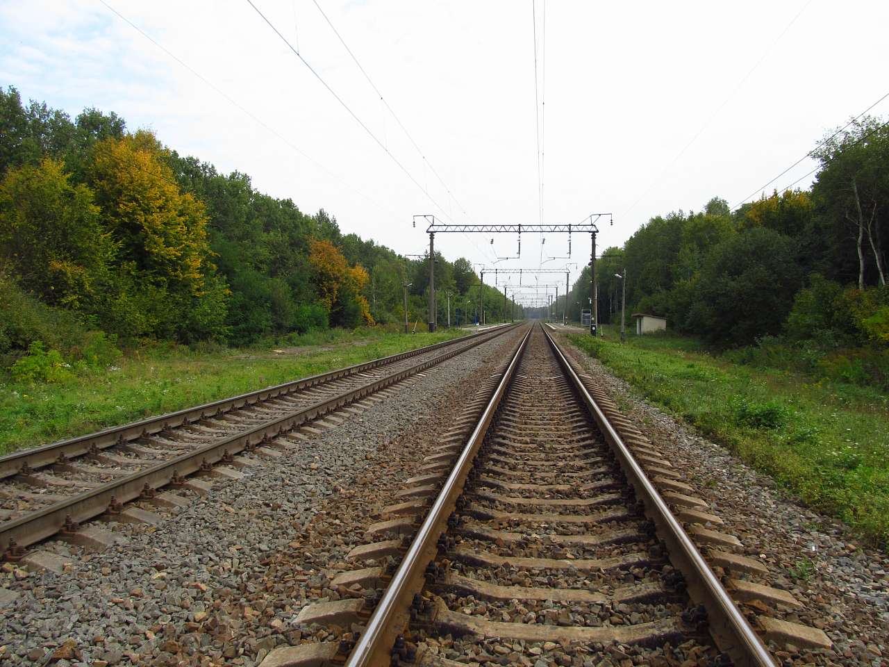 Рідкодуби - Рідкодуби