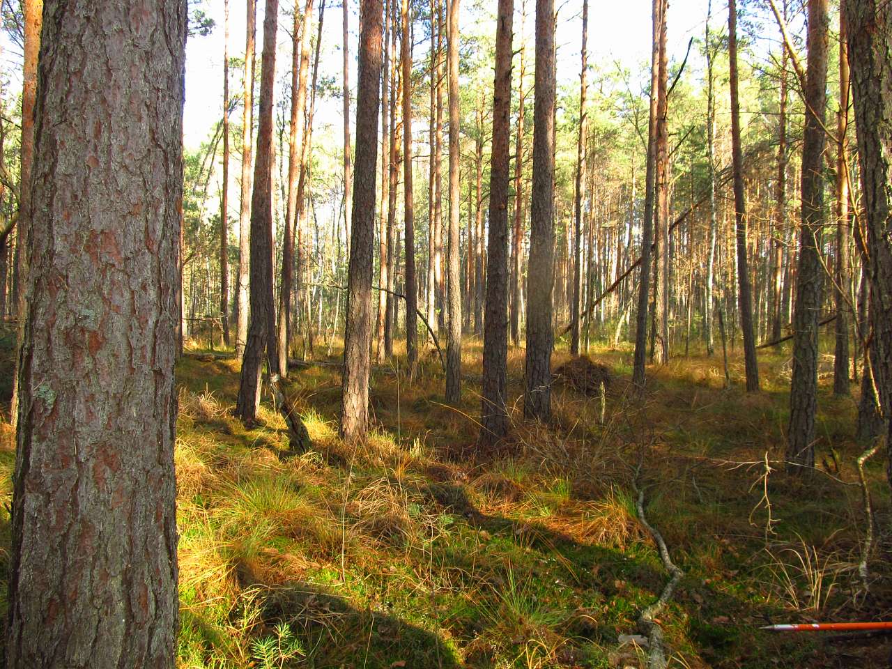 Зубковичі - Зубковичи