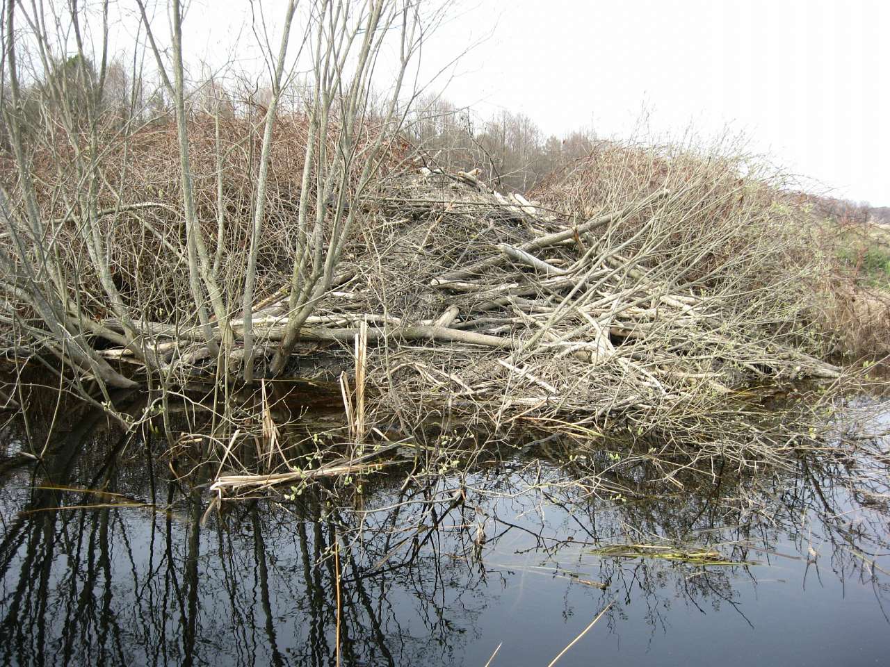 Пейзажі - Пнівне