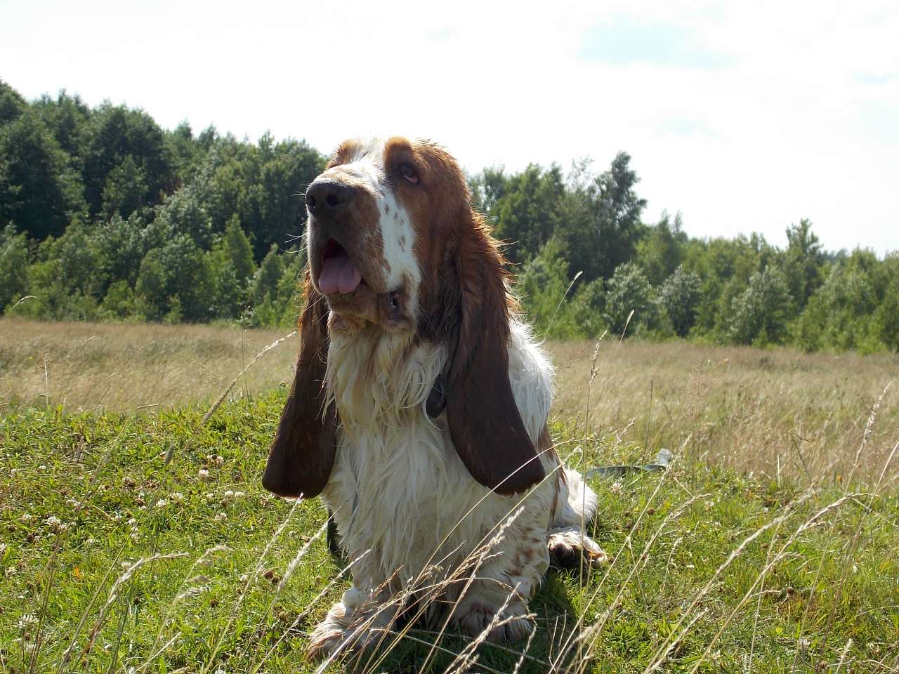 Городня  - Городня