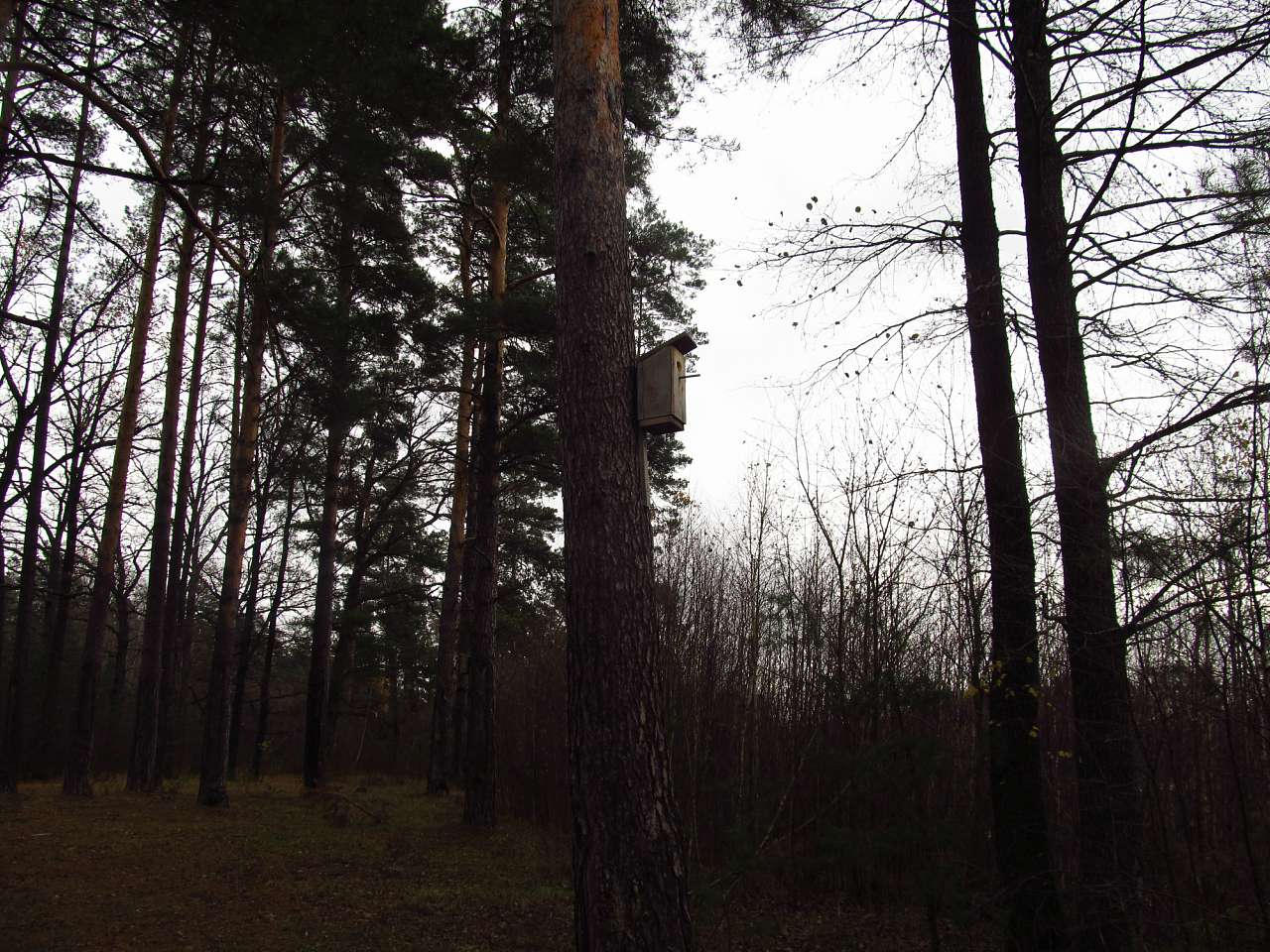 Зубковичі - Зубковичи