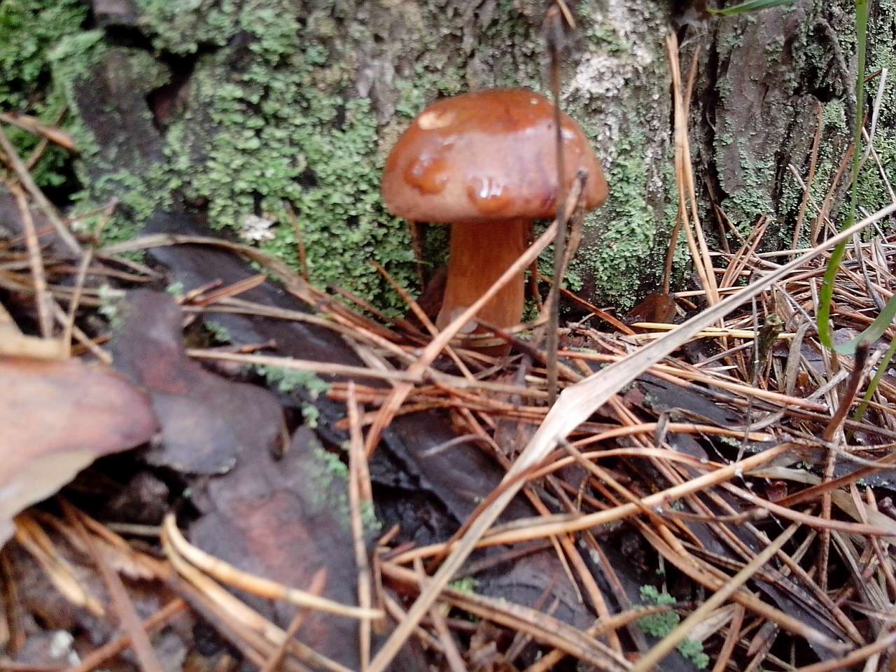 Городня  - Городня