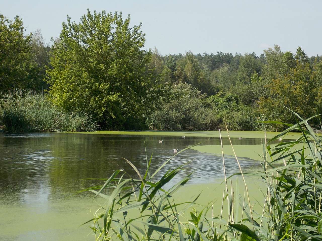 Городня  - Городня