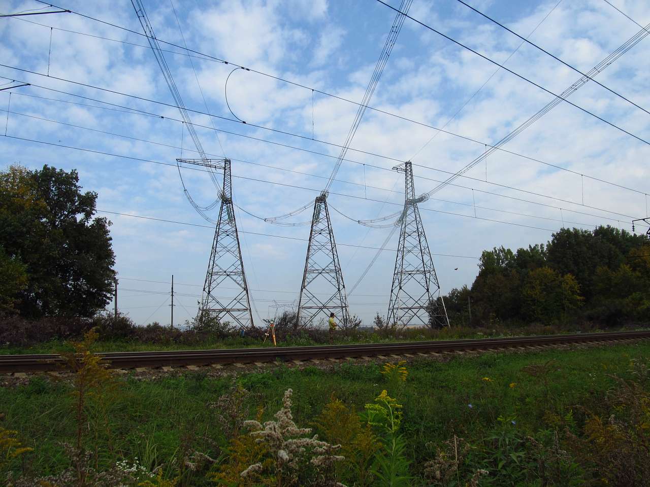 Рідкодуби - Рідкодуби