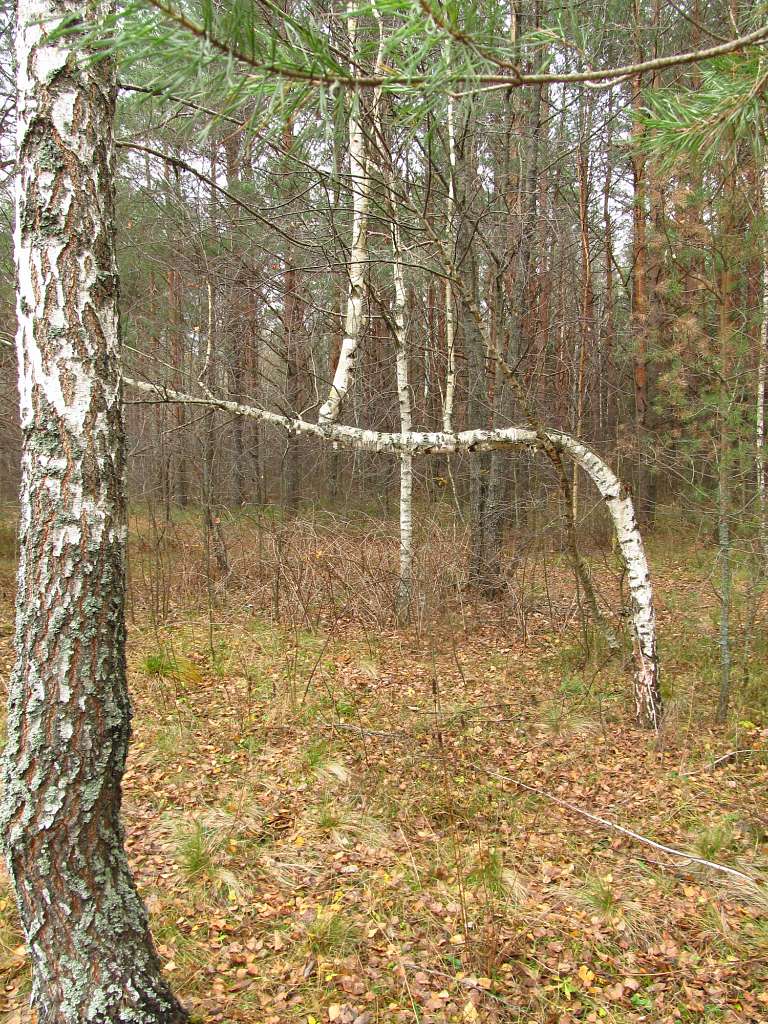 Зубковичі - Зубковичи