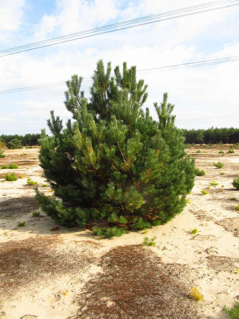 Рідкодуби - Редкодубы