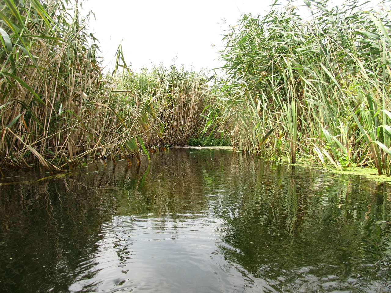 Річка Харків в Циркунах. - Циркуны