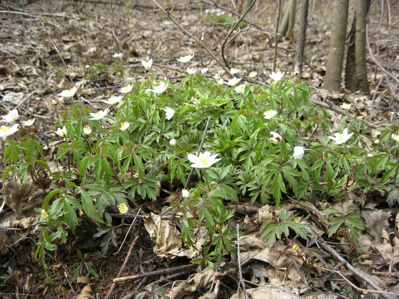 Пейзажі - Пнівне