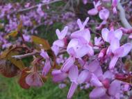 Совєтський - Останні фото