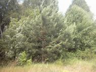 Римачі з panoramio.com