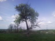 Гусачівка з panoramio.com