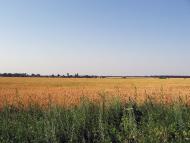 Ціпки з panoramio.com