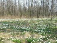 Яменець з panoramio.com